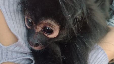 Mono en pañales es rescatado en calles de Celaya.