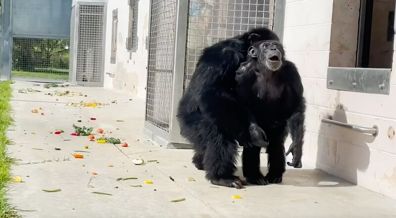Chimpancé de 28 años, ve el cielo por primera vez