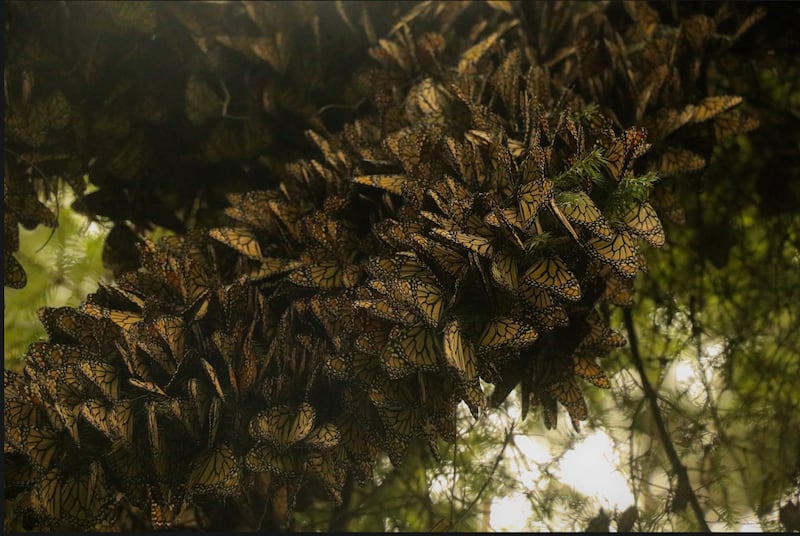 Reserva de la Biosfera de la Mariposa Monarca