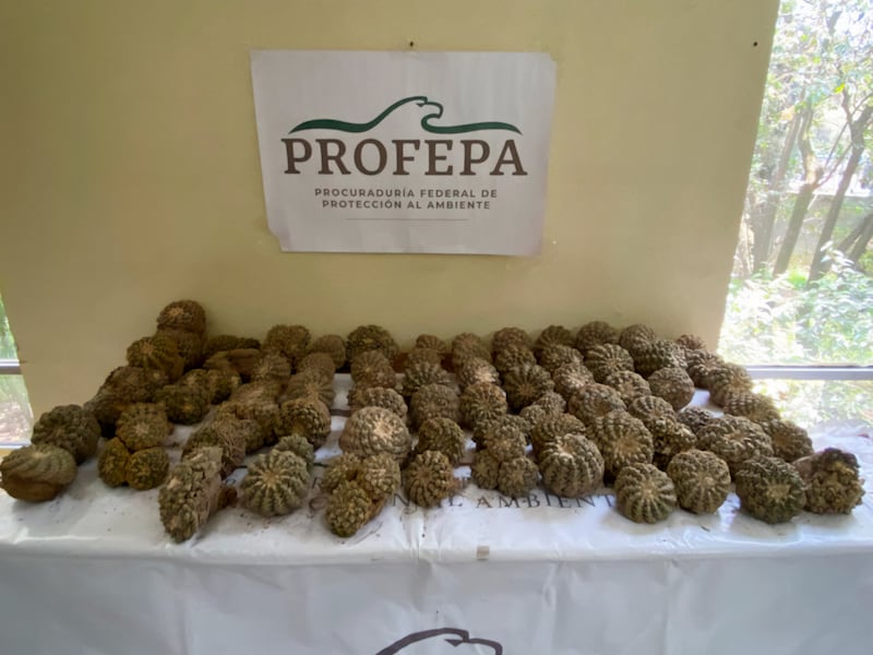 Miles de cactus asegurados por Profepa en inspección en la CDMX