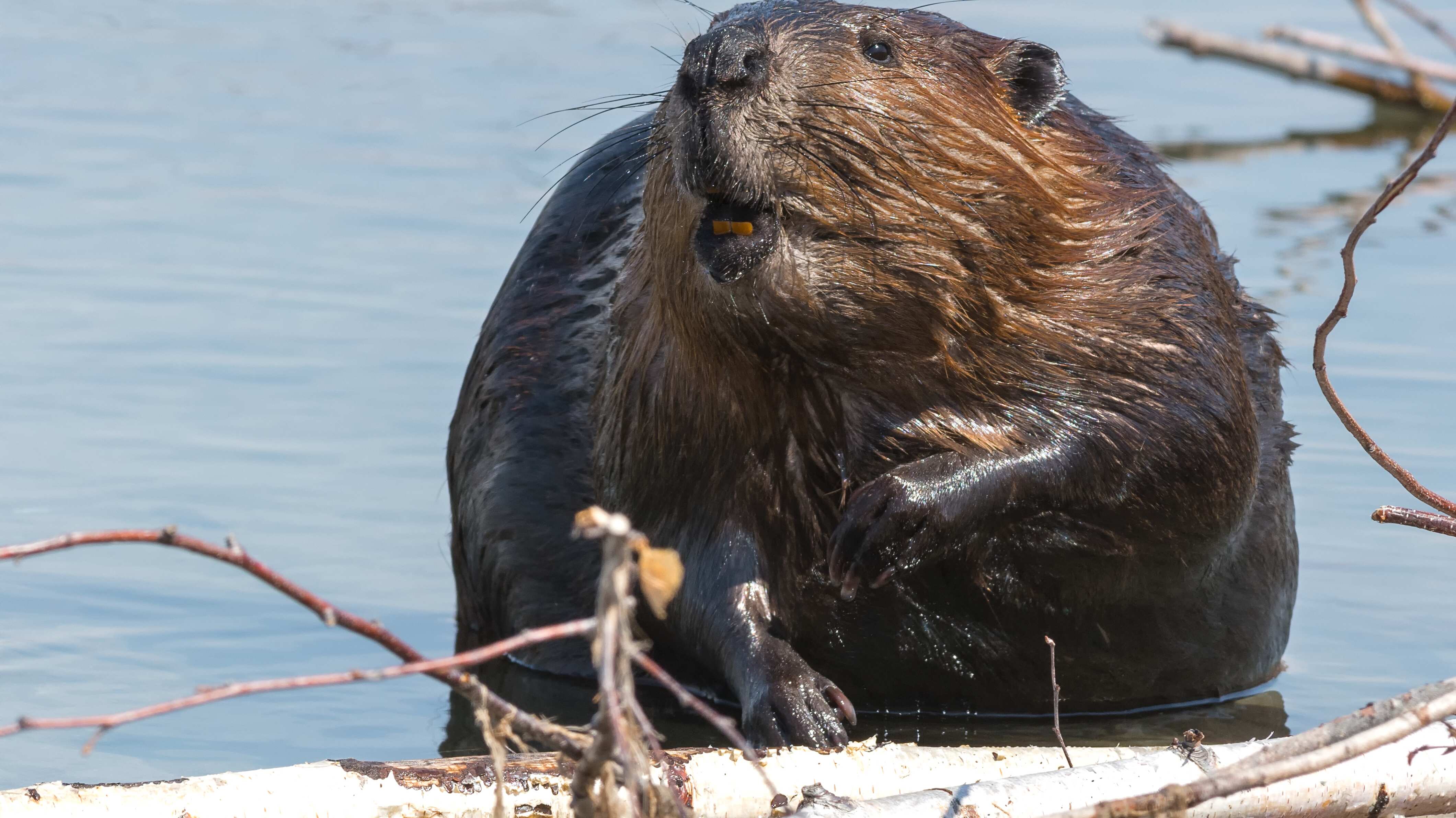 El castor americano, en peligro de extinción, encontró en el río una forma de prosperar, y podría desaparecer.