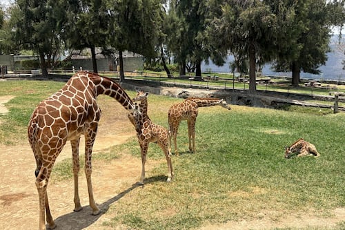 Noel, Jabari y Mamba, las pequeñas jirafas que ya atraen las miradas en Guadalajara