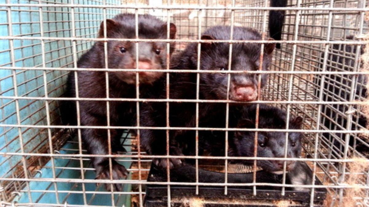 Brote de gripe aviar.