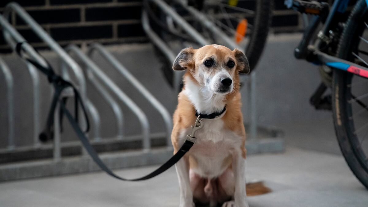 Las personas dedicadas a la industria de la carne de perro deberán dedicarse a otra actividad.