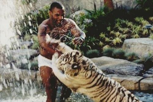 Así fue como Mike Tyson perdió uno de sus tigres