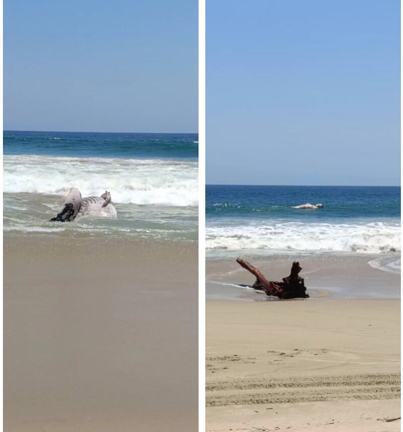 Ballena jorobada