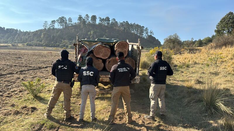 Talamontes camioneta con árboles
