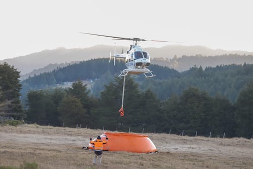 Tras incendios en Vicente Guerrero, Puebla proyecta vivero y laboratorio de germoplasma