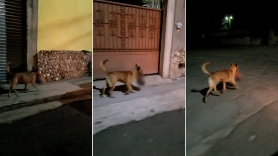 Captan a perro que transportaba cabeza humana en la boca