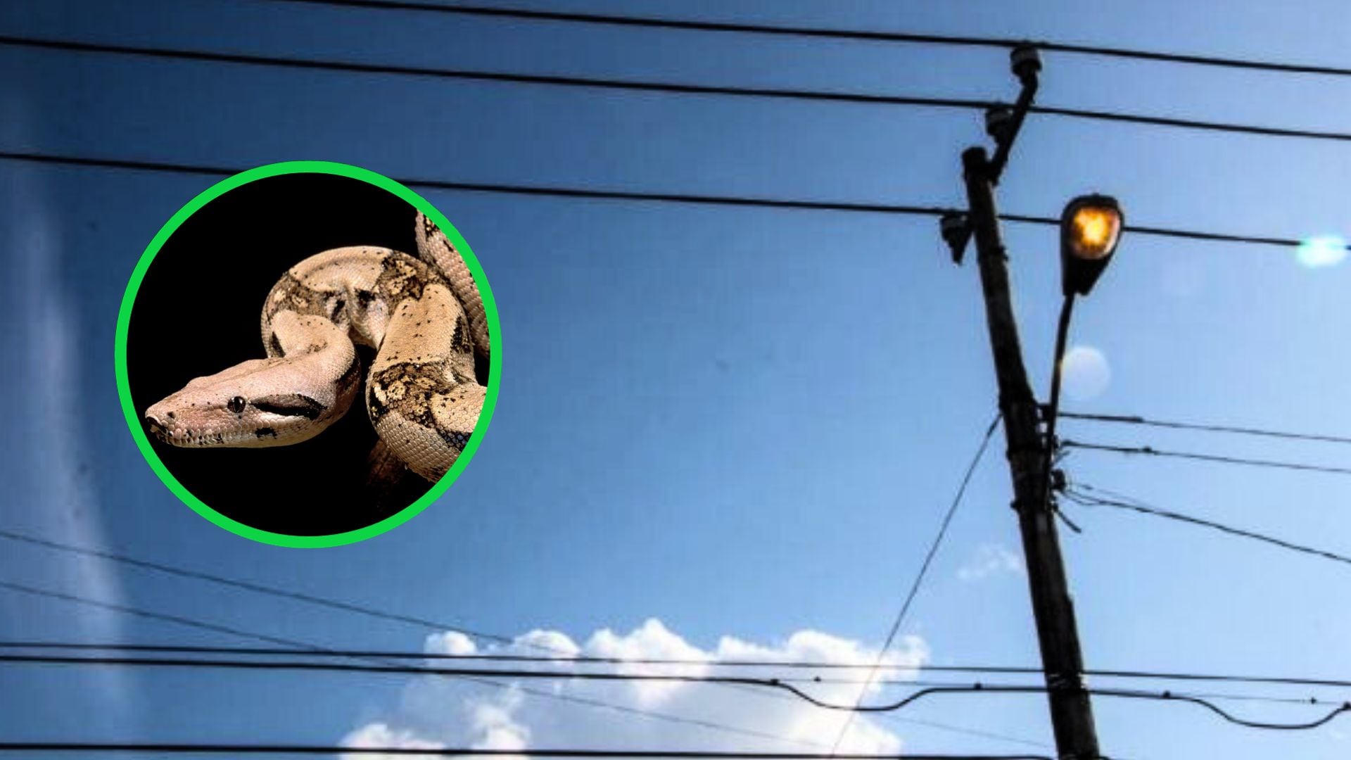 El cortocircuito provocado por el reptil afectó a por lo menos 15 colonias.