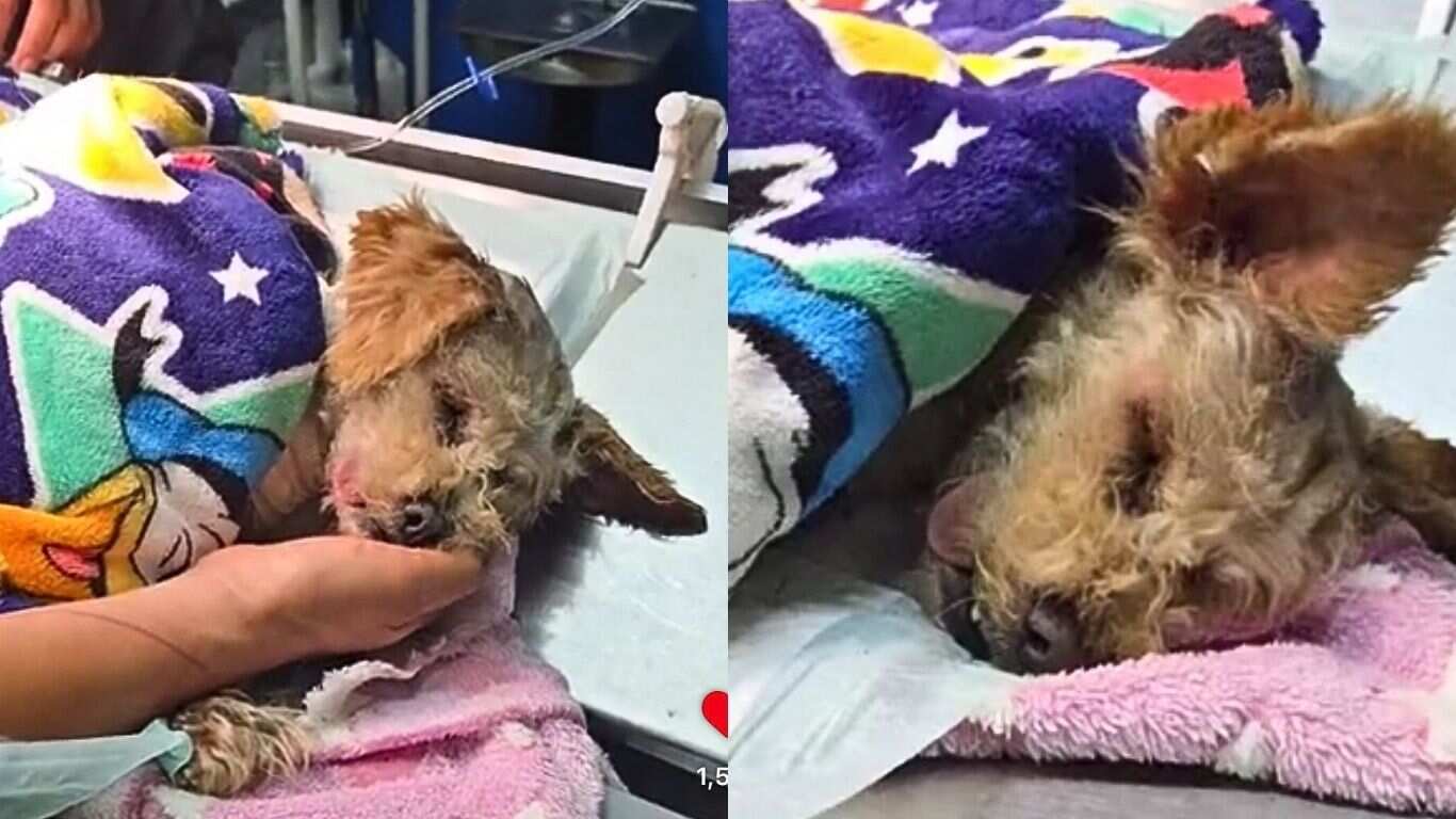 Cereza se mantiene luchando por sobrevivir