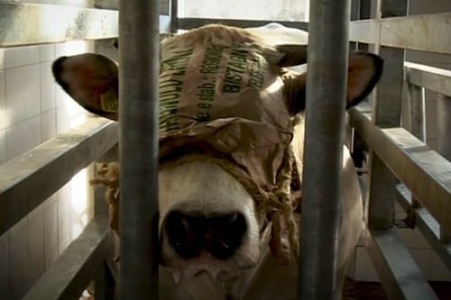 Rastros clandestinos persisten en la CDMX y hasta denuncian venta de carne de perro