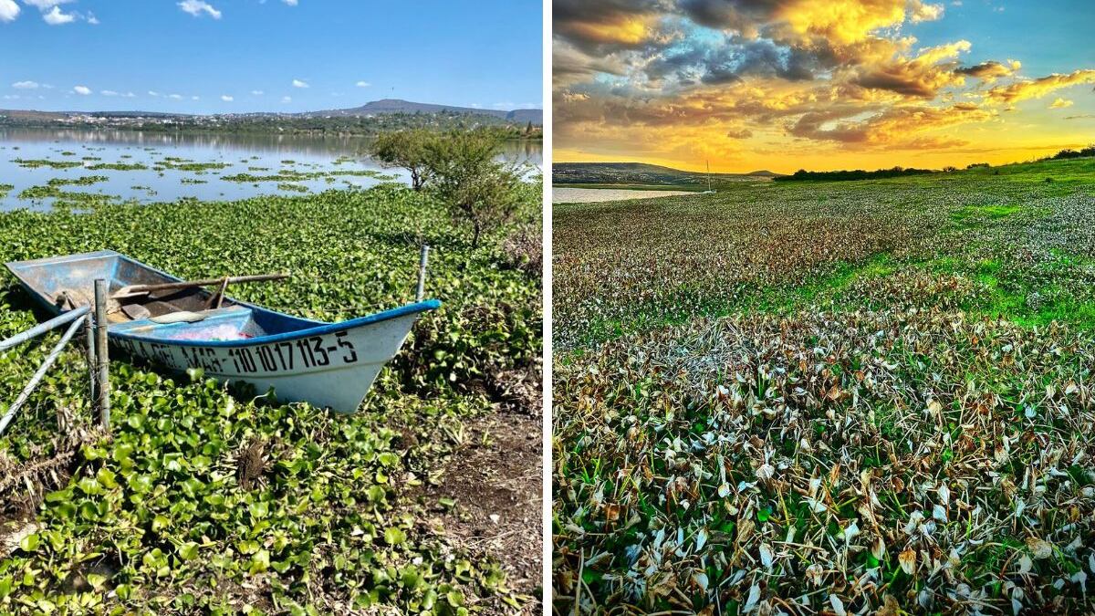 El lirio acuático cubre gran parte de la superficie de la presa Allende, afectando el ecosistema y el almacenamiento de agua. Legisladores exigen acciones urgentes para frenar su expansión.