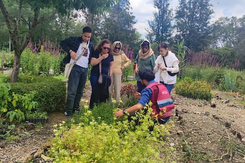 Planes navideños gratis en Chapultepec que combinan diversión y conciencia ambiental