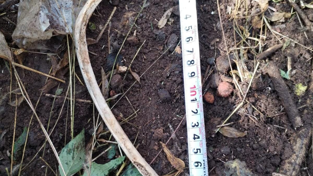 Reportan hallazgo de restos óseos humanos en San Juan del Río