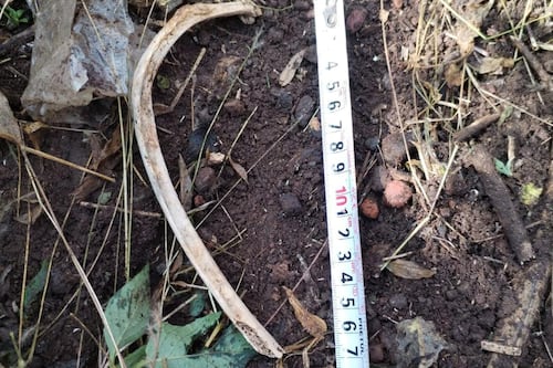 Reportan hallazgo de restos óseos humanos en San Juan del Río