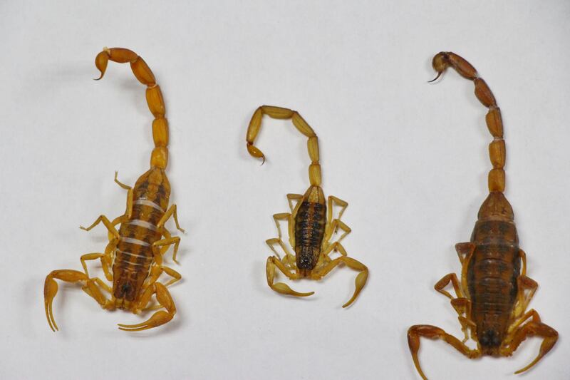 Los alacranes son una especie endémica de Jalisco y proliferan en temporada de calor.