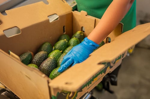 Jalisco enviará 4.39 millones de kilos de aguacate a EU en 2026; 32% más que el año anterior