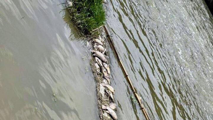 Cientos de peces aparecieron muertos en varios tramos del río.