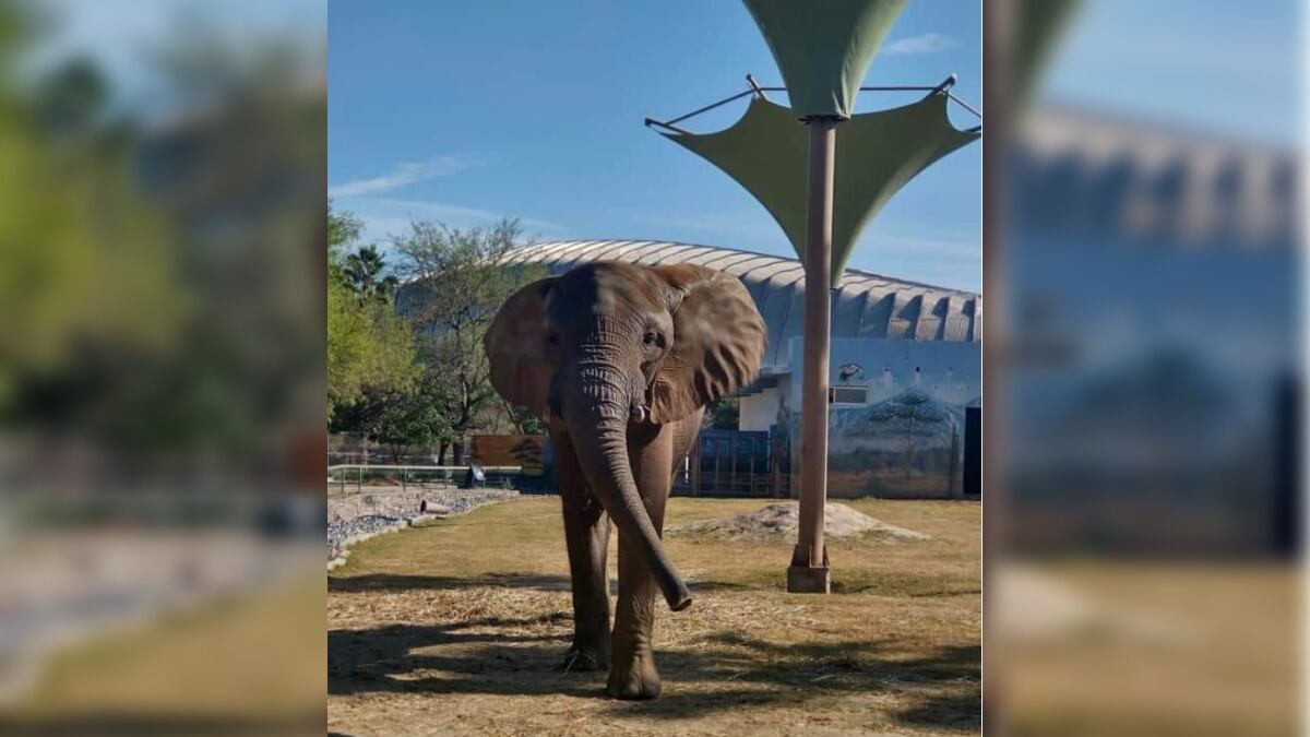 El elefante Monty, nacido en La Pastora, se ha convertido en un símbolo de la lucha por el parque.