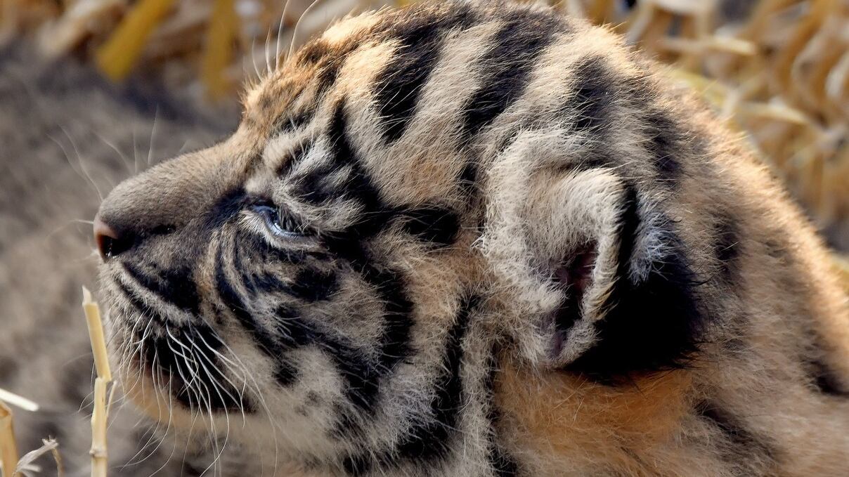 Cría de tigre de Sumatra nace en zoológico de Roma y crece esperanza para evitar extinción
