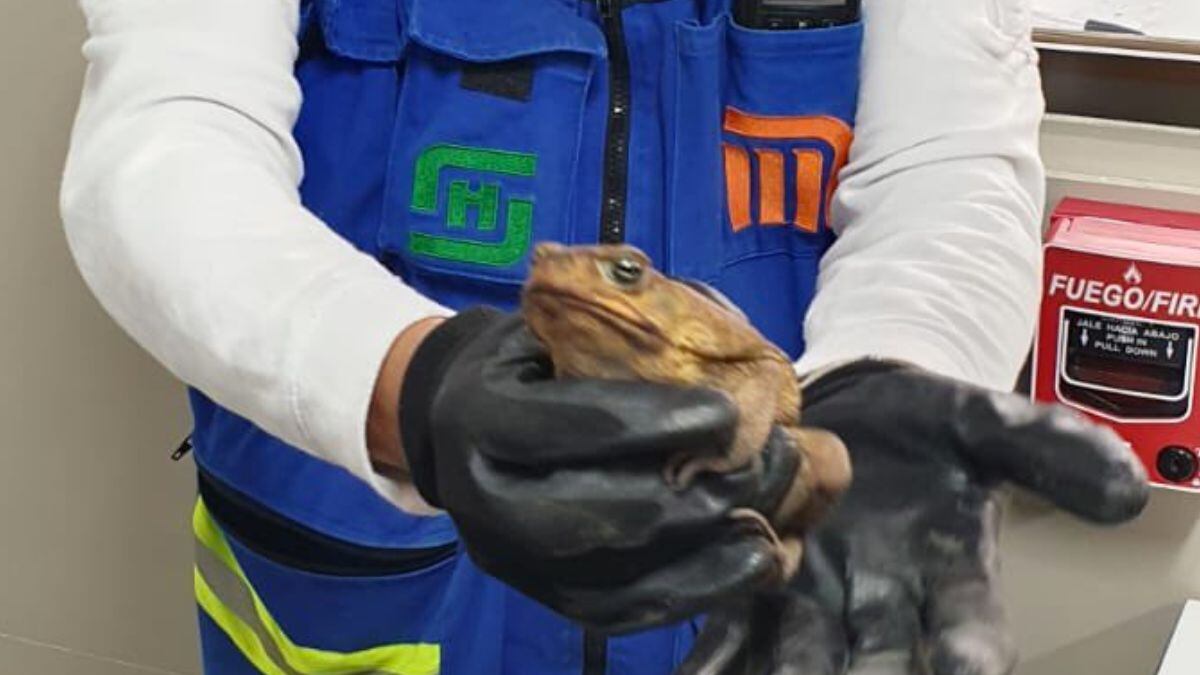 Rescatan un sapo en Pantitlán de la Línea 1 del Metro
