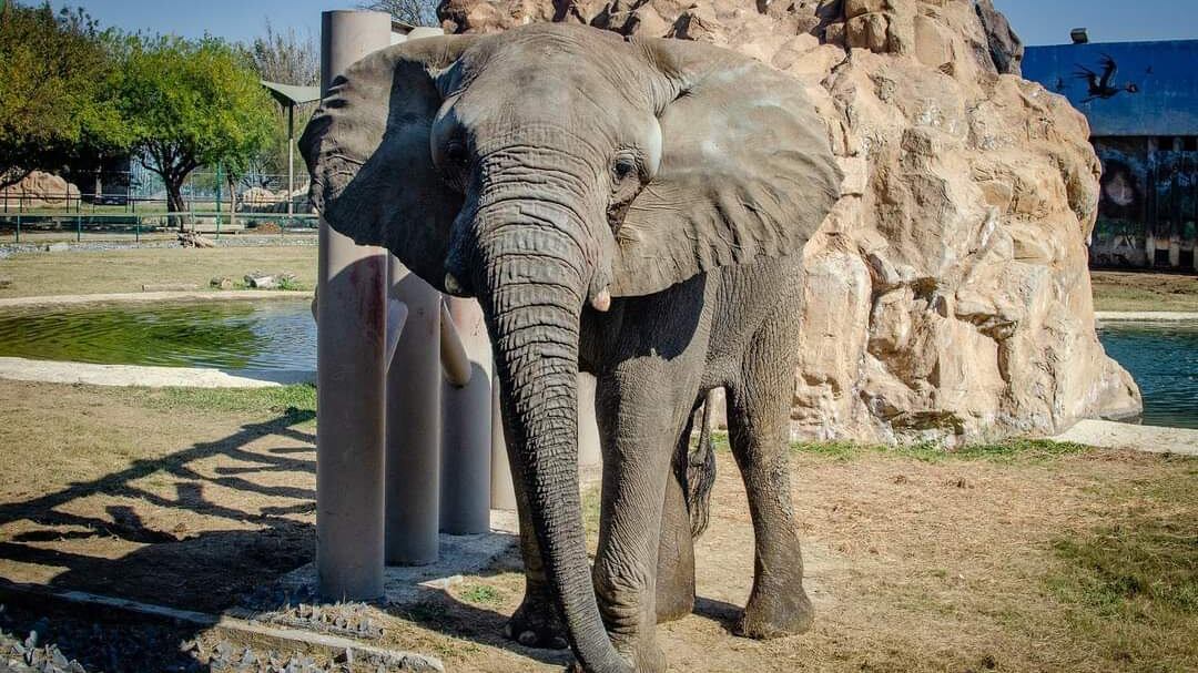 El elefante Monty nació en La Pastora y ha vivido en ese lugar toda la vida.