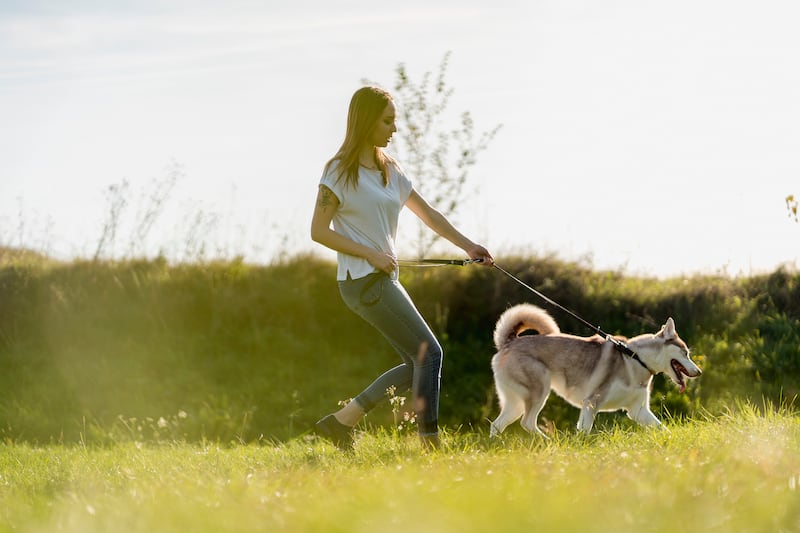 Hábitos de higiene para tu mascota, mascota, petfriendly, Petlovers, perros, perrijos