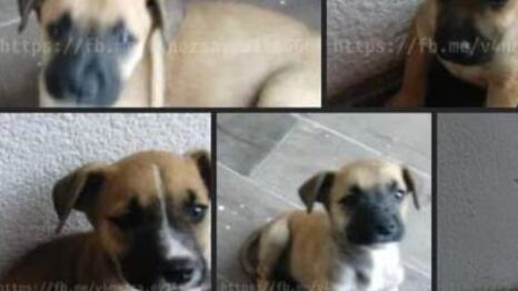 Vanesa asesinó al cachorro con arma blanca y lo ató para que se desangrara.