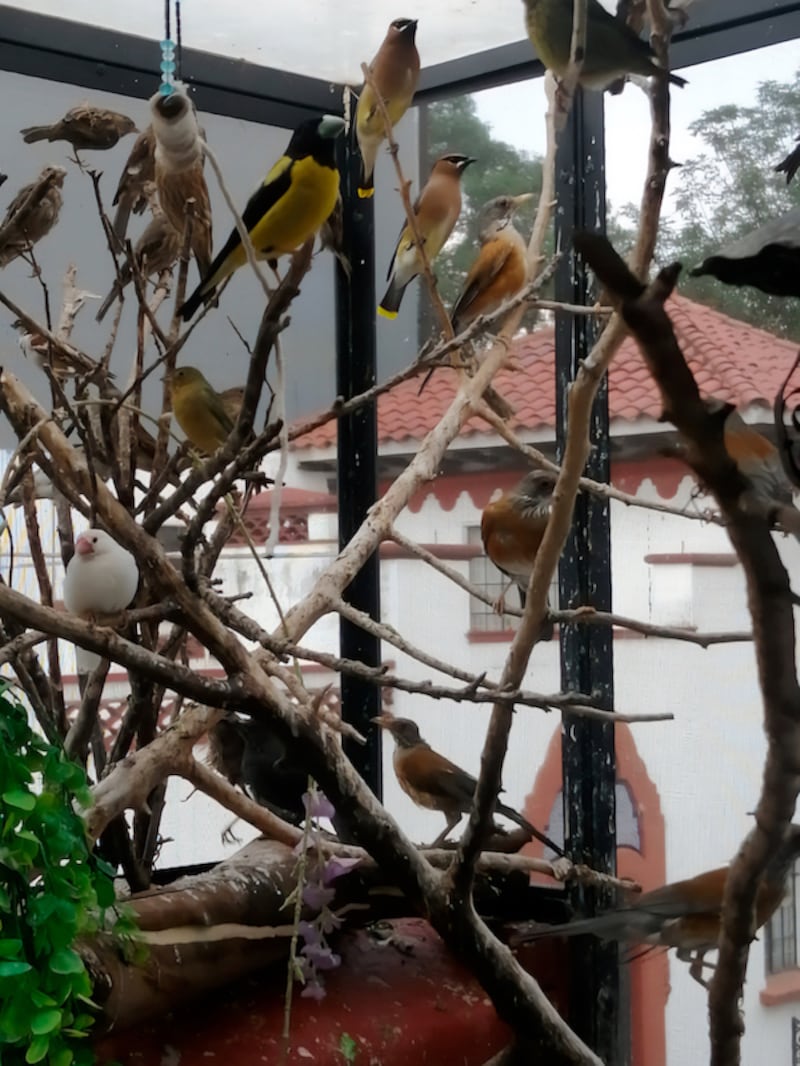 Aves Condesa.