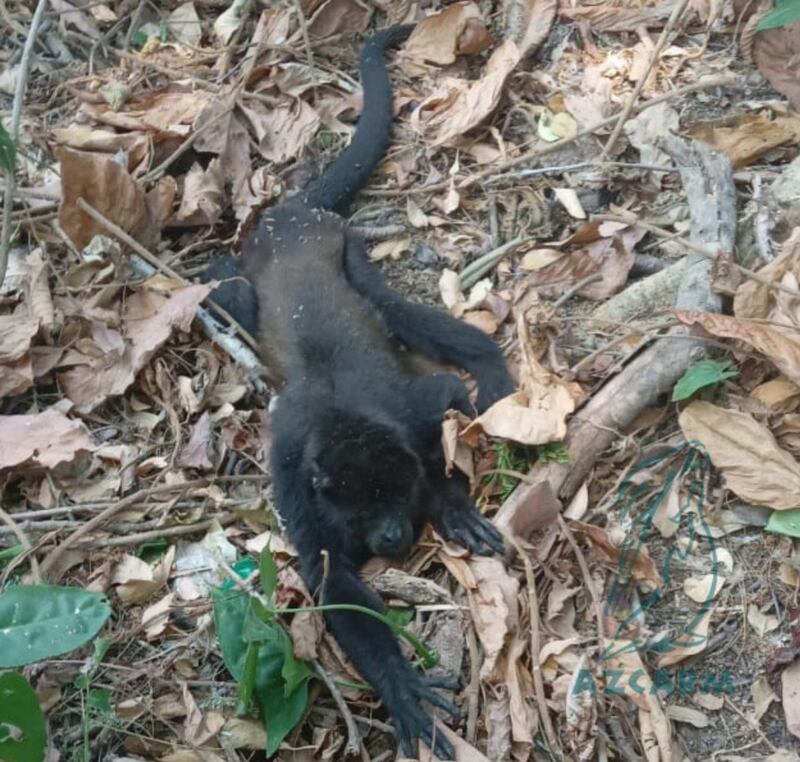 Monos