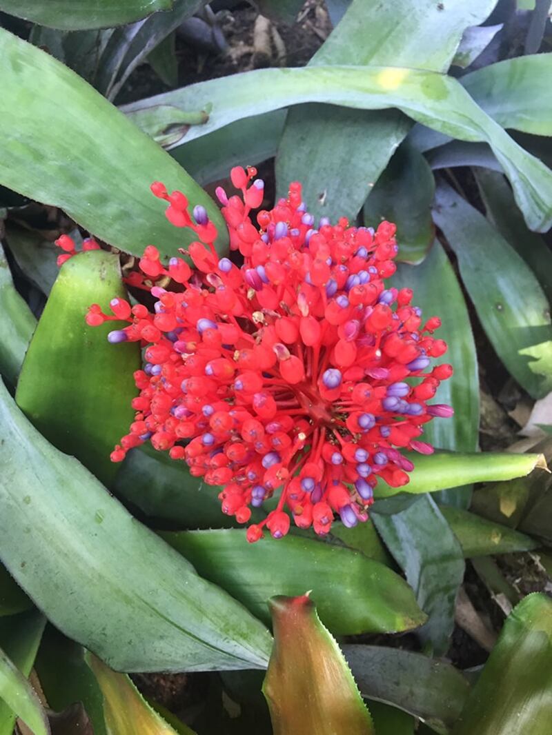 Bromeliacelae