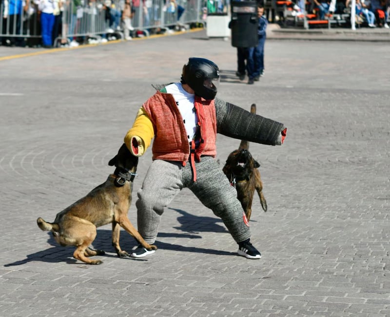 El equipo canino k9.