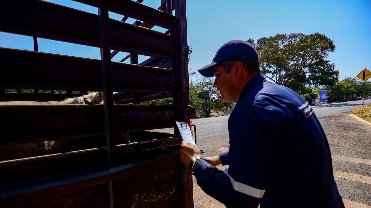 En respuesta al riesgo del gusano barrenador del ganado (GBG), el estado de Jalisco ha intensificado acciones preventivas.