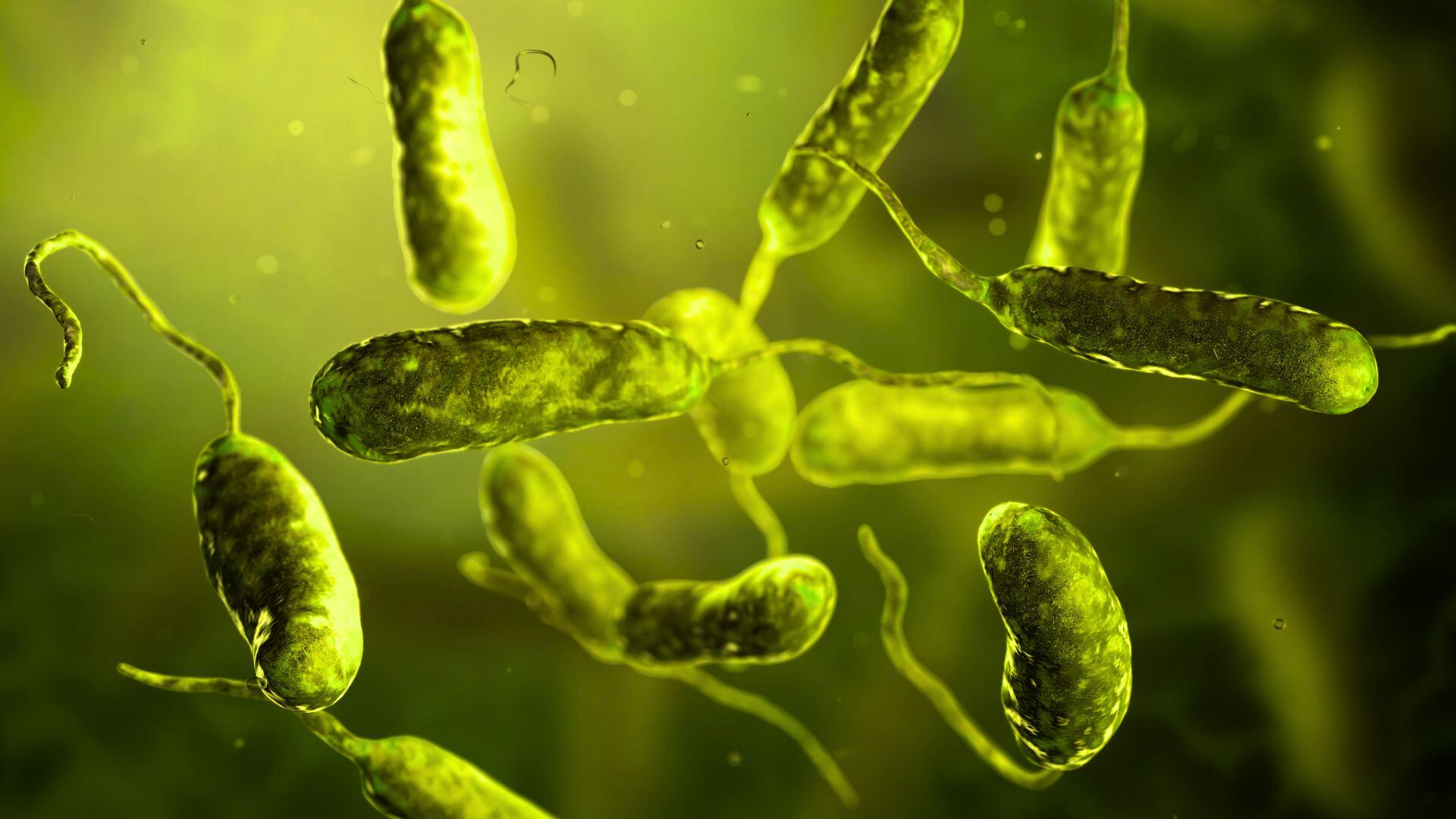 Los más propensos a contagiarse son los ancianos o personas con problemas en el sistema inmunológico.