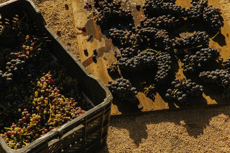 Cabernet Sauvignon