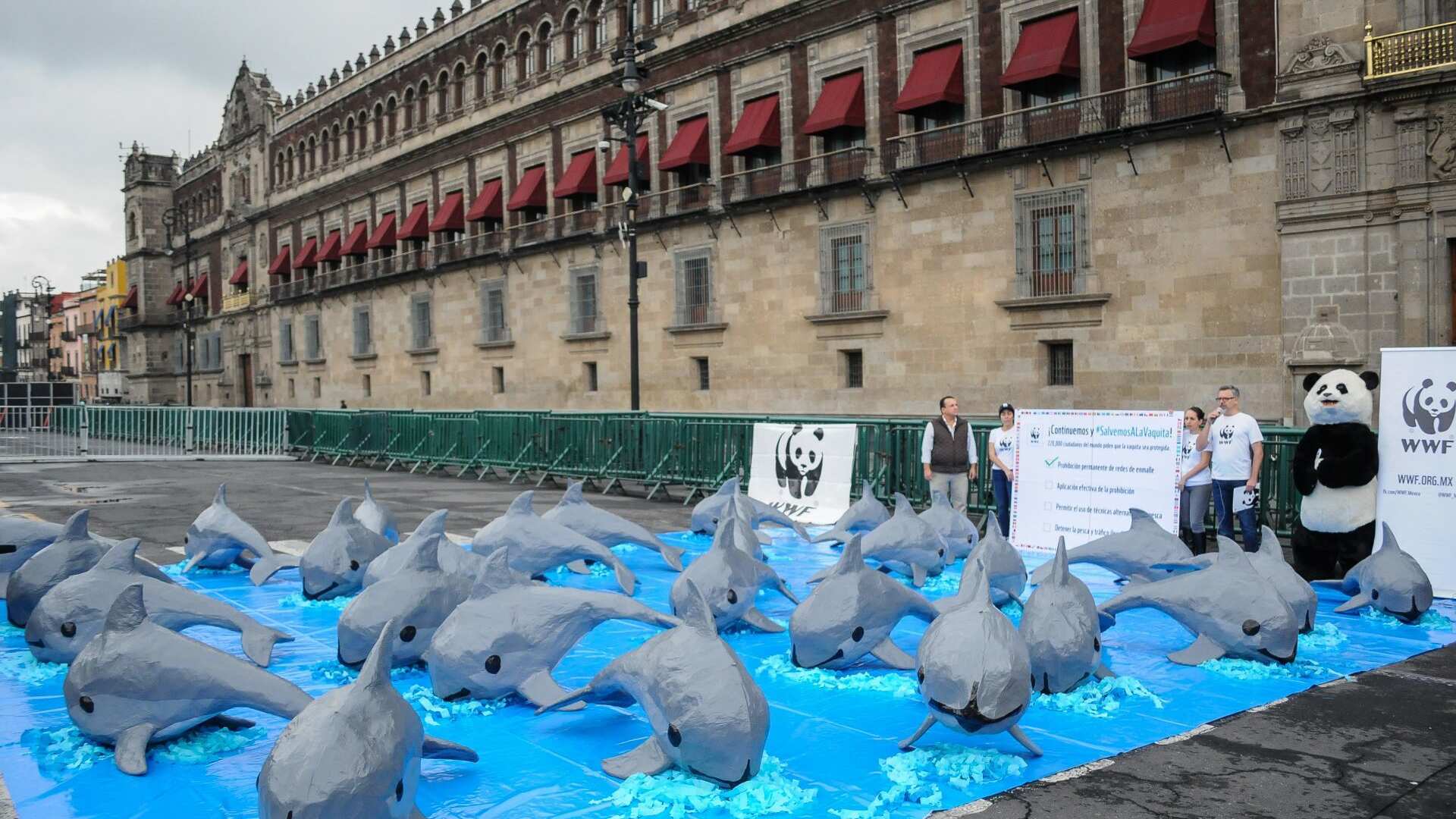 La vaquita marina se encuentra en peligro de extinción. En 2017 se reportaban 30 ejemplares de esta especie en el Alto Golfo de California