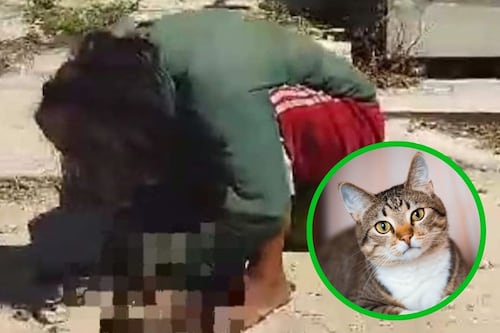 Detienen a mujer por comerse un gato en calles de Yucatán