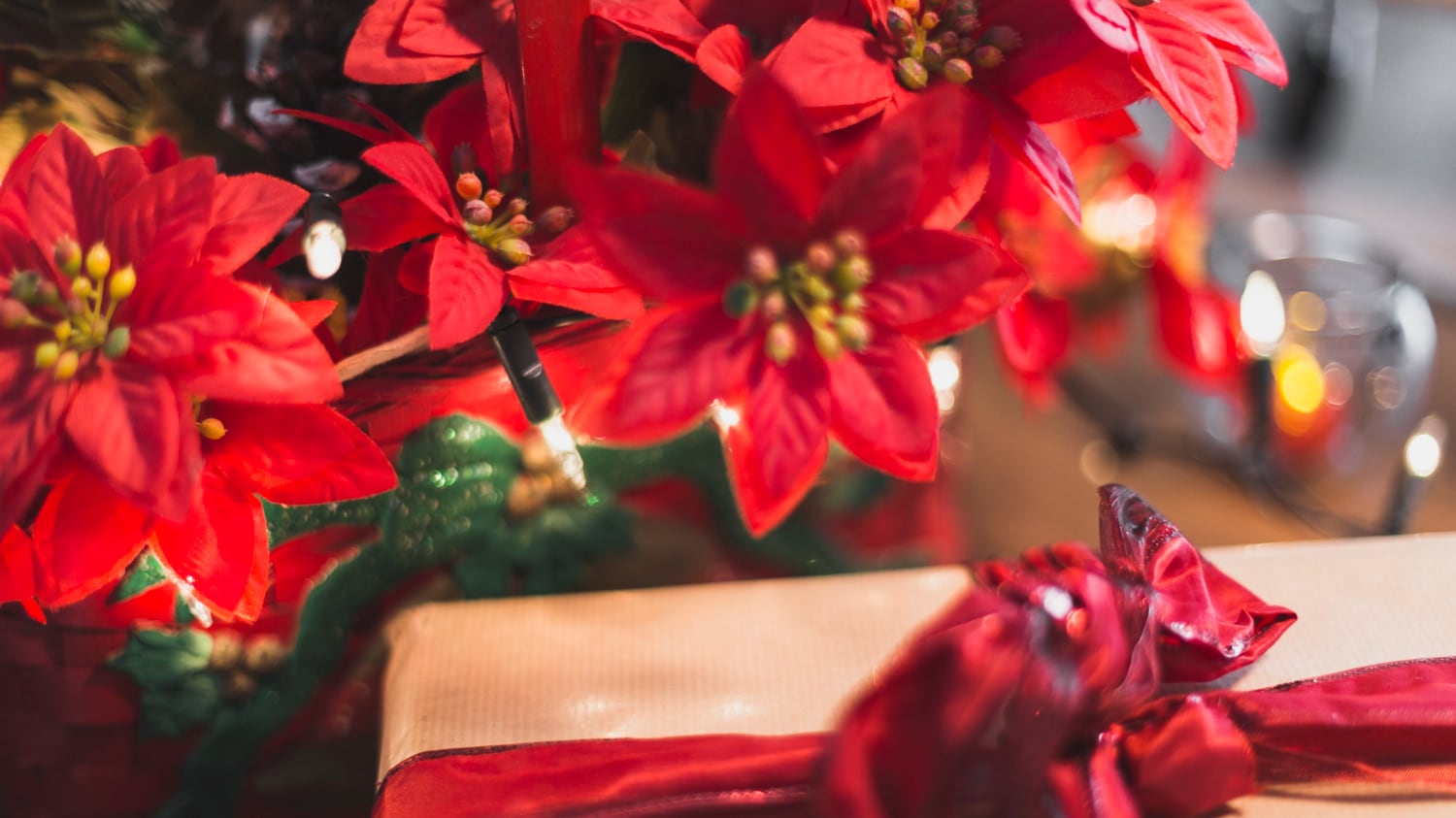 Cientos de nochebuenas naturales cubren un muro en Ámsterdam 107 para marcar el inicio de la temporada festiva