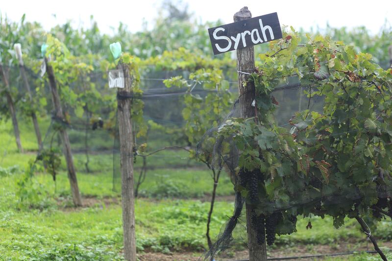 Vinos Meseta del Cielo