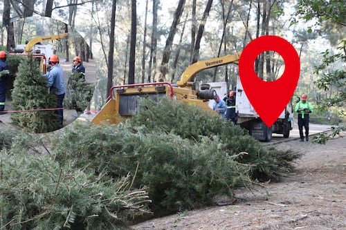 Conoce los siete centros de acopio de árboles navideños disponibles en el AMG