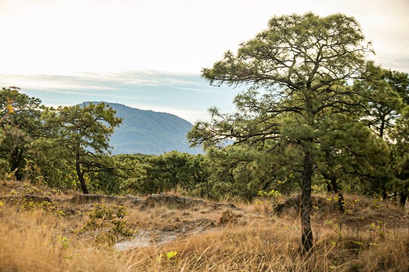 Advierten expertos que la recuperación ambiental de esta zona del bosque demorará años.