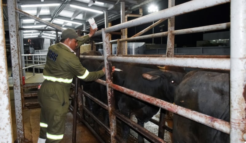 Ganado inspeccionado