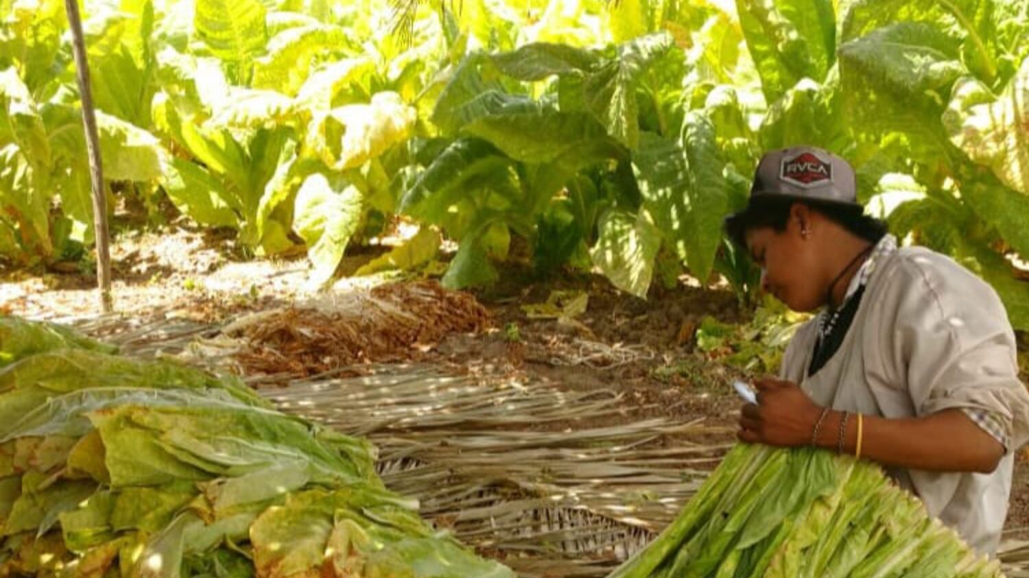 jornalero de tabaco