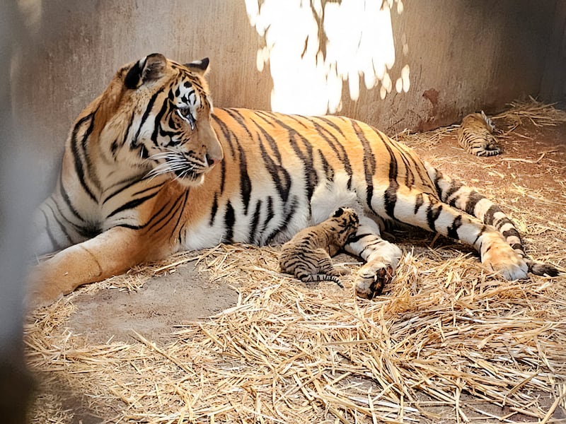 Zoológico de Culiacán incumple normas ambientales con todos sus animales
