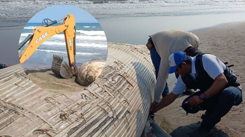 Ballena muerta es encontrada en playa de Nautla, Veracruz