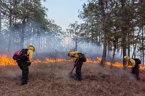 Persisten los incendios forestales en México, 77 siguen activos y continúan su avance devastador
