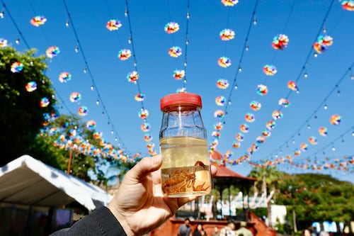 Picaduras de alacrán se disparan en tiempo de calor; SSJ confirma seis mil 900 casos en 2026