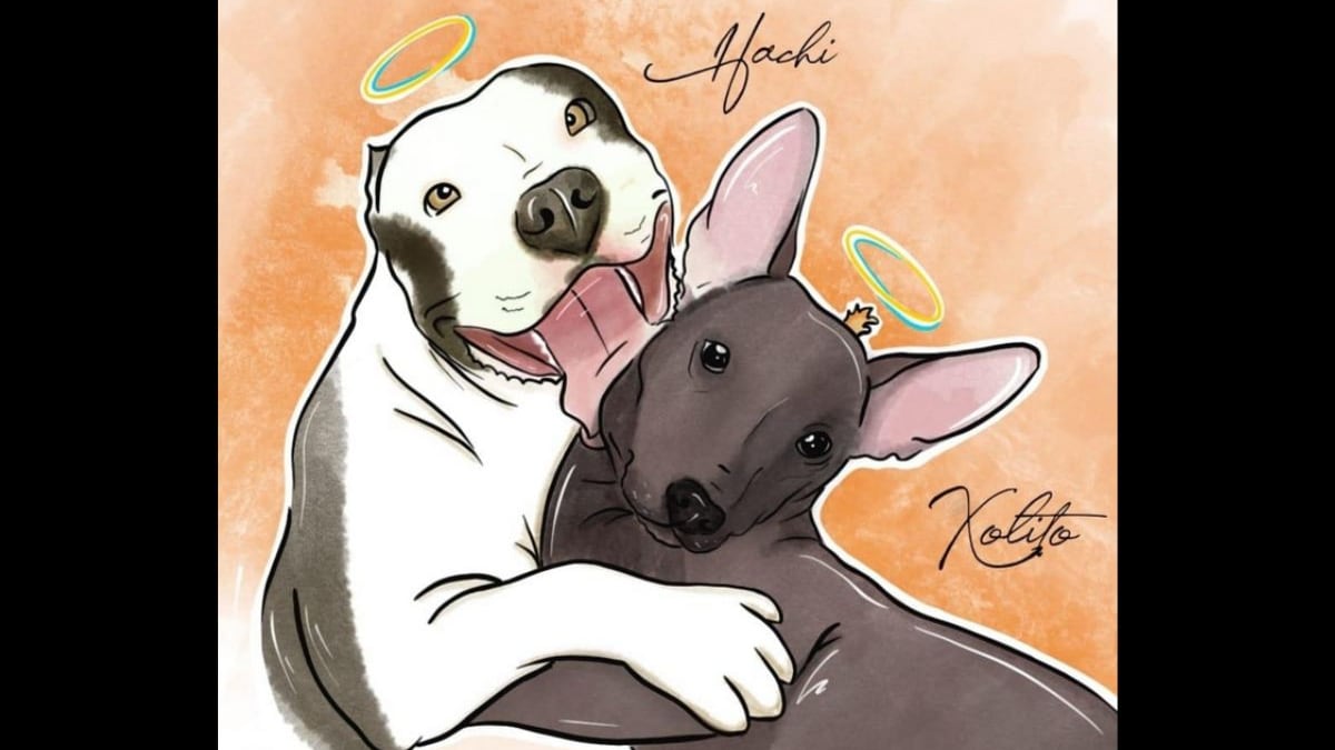 Su dueño Ernesto busca justicia en redes sociales.