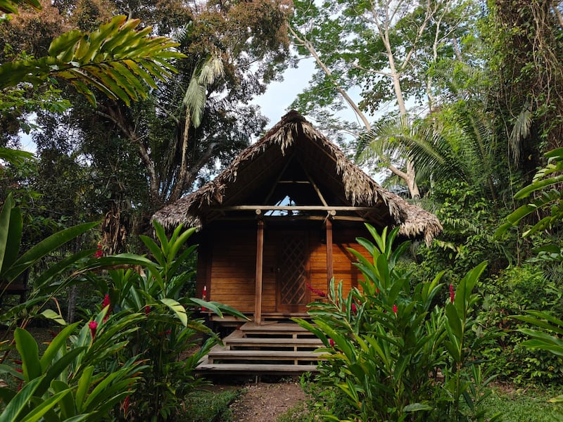 Desde Lima hasta Puerto Maldonado, te contamos cómo vivir una experiencia inmersiva en la selva amazónica. Hospedaje, gastronomía local y los mejores tours para explorar ríos, lagos y canopy en uno de los destinos más biodiversos del mundo